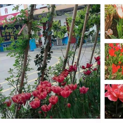 努力向上的东城门小学英语组！——Harding_working    English   teachers   !