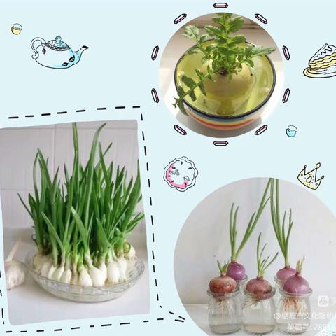 【育才·实践】五一班水培植物 侧记