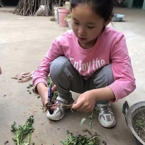 我是劳动小主人