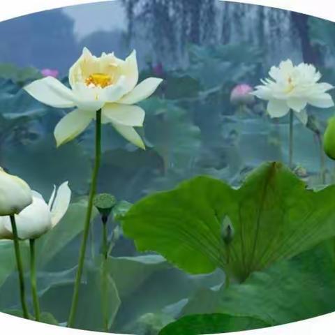 寻十里荷香-探水中芙蓉