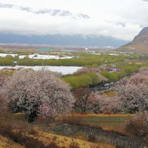 【天涯相伴】三月川藏赏花行，寻找十里桃花林