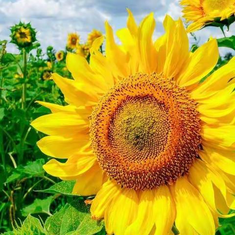 银香国际幼儿园——芽芽二班～生态农场课程《向日葵采摘活动》