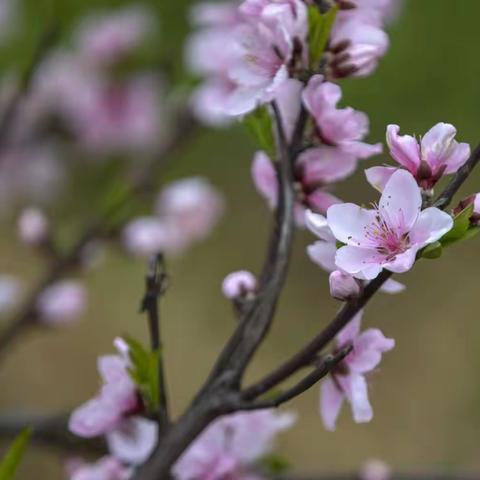 桃花美  桃花艳