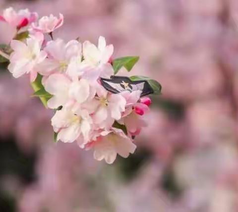 展融学课堂，开教研之花！—淮安市淮阴实验小学三四年级英语大教研