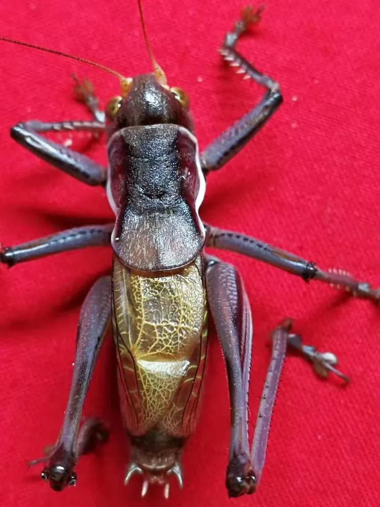 2017年徐国强蝈蝈