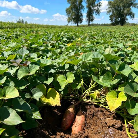 那些年做过的事情——偷红薯