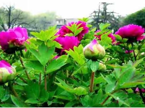 牡丹，作为一种花中之王，其观赏价值让世人称颂👍