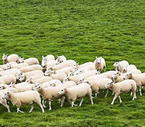 “羊”真的离我们越来越近了！