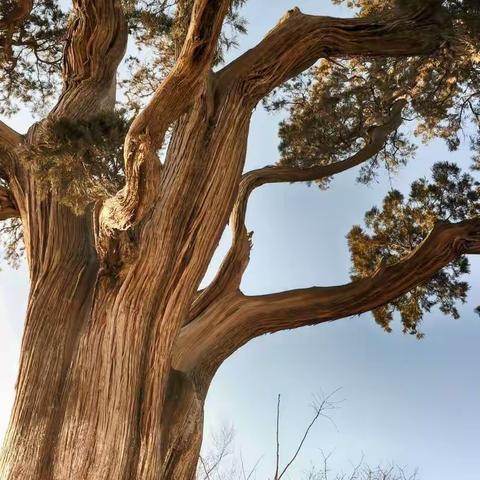 怀念千年古柏树