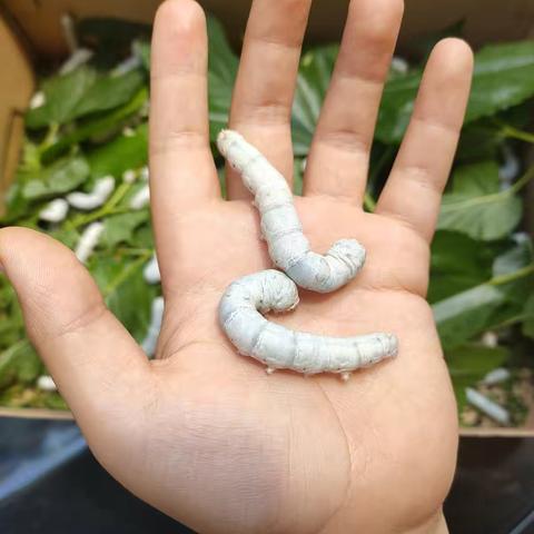 蚕宝宝的成长记录