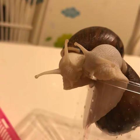 44号 谢宇宸 蜗牛观察记