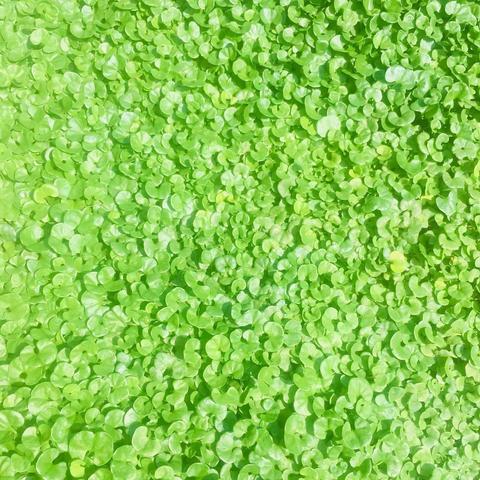 绿色庭院东英镇和为贵之家