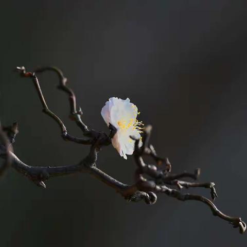 暗香疏影梅花开