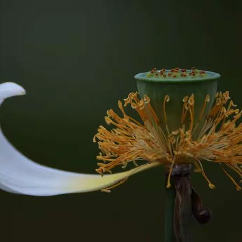 残荷