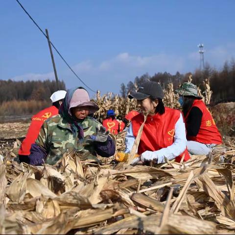 玉米丰收正当时 助农秋收解民忧