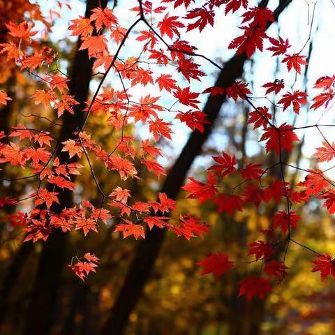 天高云淡秋意深，教研之花吐芳芬——黄小愚公路校区二语组“博思赛课”活动纪实