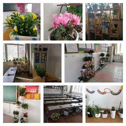 春天里，最美是那一抹绿——玉川路小学开展“最美教室”评比活动