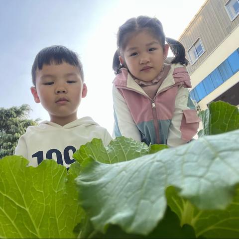 遇见大白菜——太阳三班班本课程