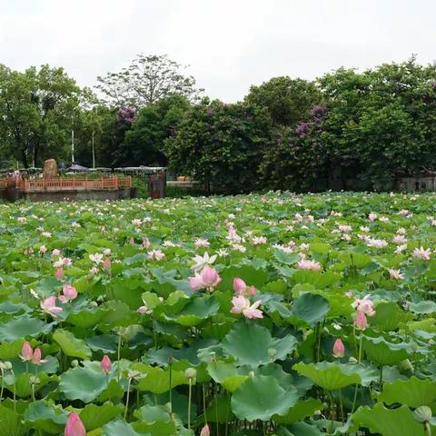 荷你相遇 荷其幸运