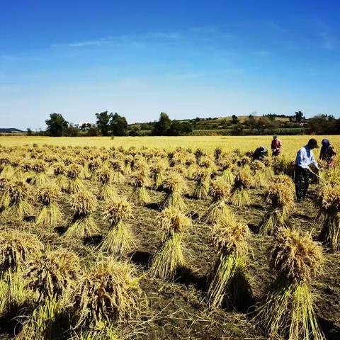 空气中弥漫着稻花香和甜。