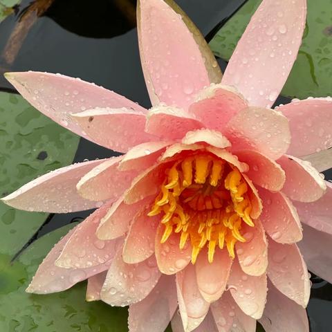 今早下大雨，风吹着雨水飘飘欲仙，睡莲在池塘中盛开漂亮，晨练看到睡莲的美忍不住拿手机随拍。