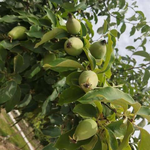 绿树阴浓藏硕果，安全充实过暑期——北大翰林实验学校七年级部六月小结