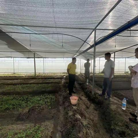 提蒙乡党委书记陈法荣下村检查常年蔬菜基地建设工作