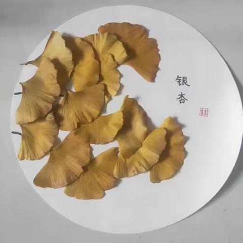 龙南小学一8班综合实践作业之《叶画》