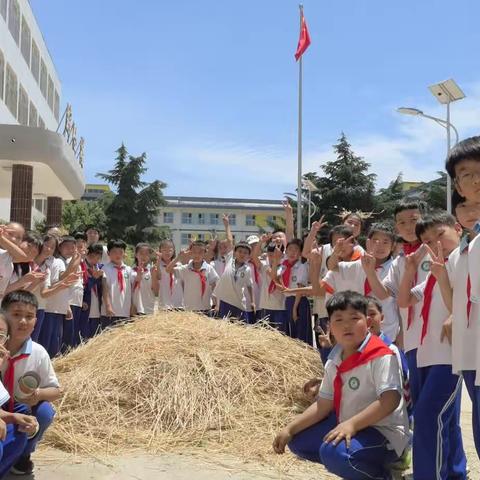 我家麦田 今日开镰 ——龙南小学“六一特辑”之劳动教育实践活动
