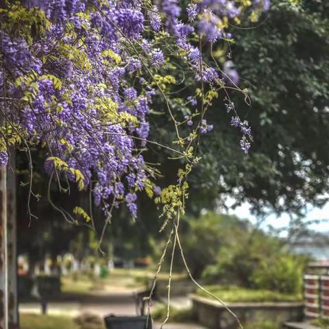紫藤花开