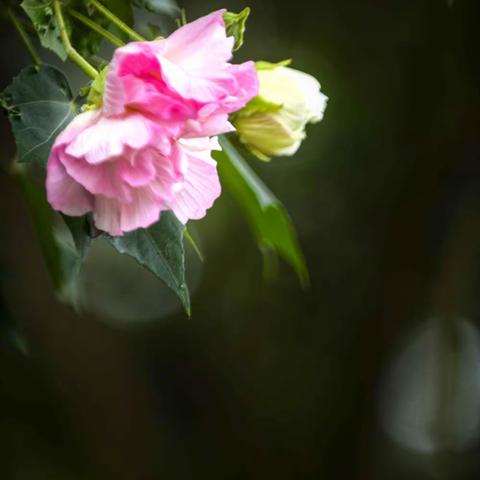 芙蓉花开