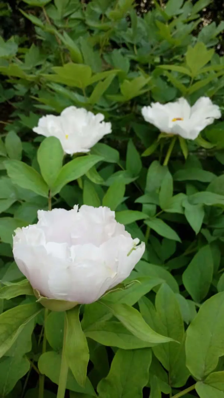 春天里的龙凤园住宅小区