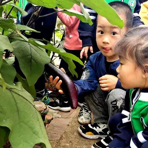 小菜园，大收获——小一班茄子🍆成长记