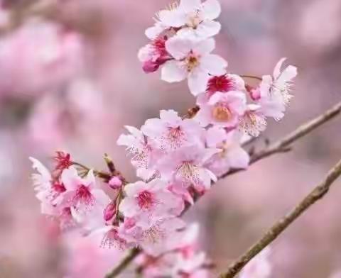 如何判别老干体式的口号诗词