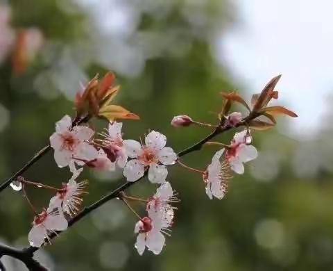 春风袭过，你在思念谁？