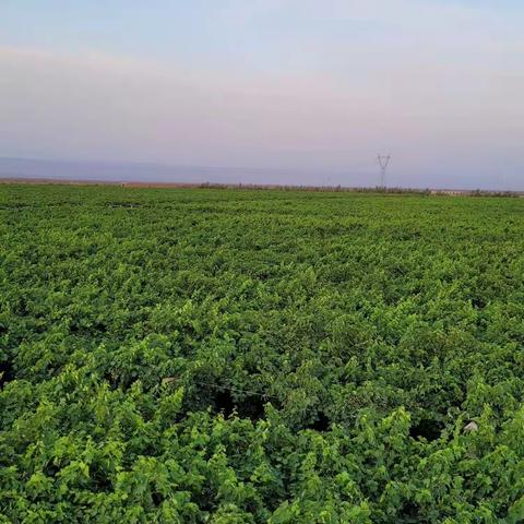 出售出租新疆鄯善县葡萄地