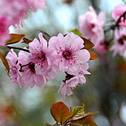 🌸🌸🌸花儿都开了