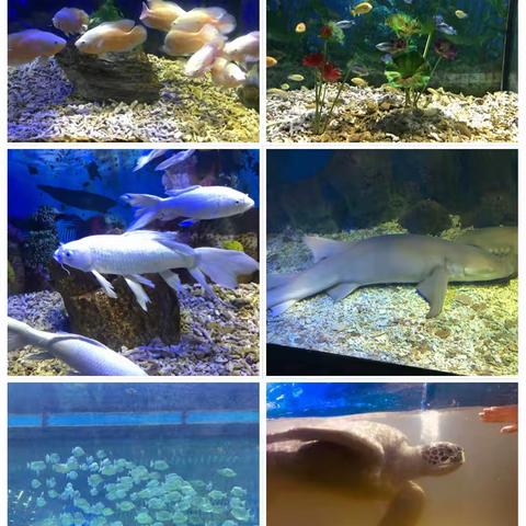 “情满中秋，喜迎国庆，走进我的家乡”回民区铁六小社会实践活动