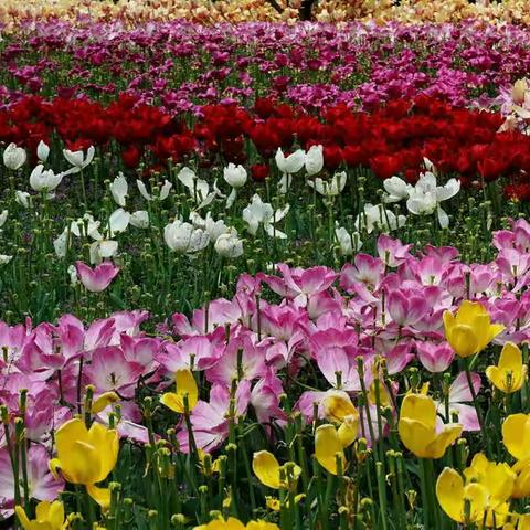 2020 春攝 （一）大宁灵石公园郁金香🌷