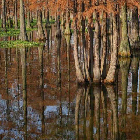 上海青西郊野公园（一）《水上森林》竖版 2020.12.22.