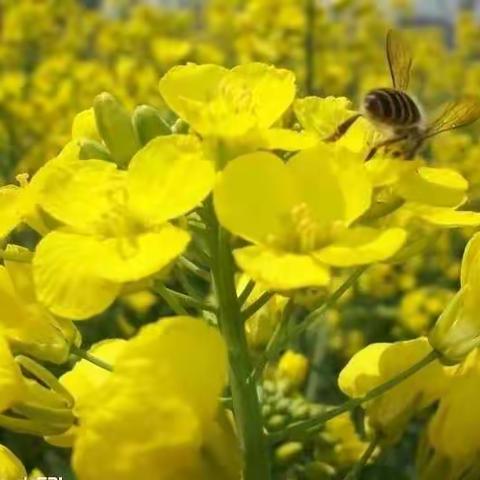 夕阳下的油菜花