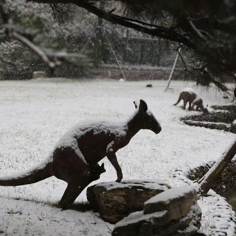 2022年2月18日的春雪