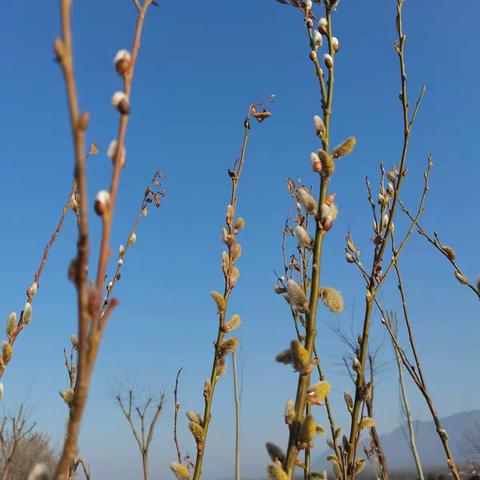 鄠邑区电厂中学七年级组开展国庆假后学生收心教育活动