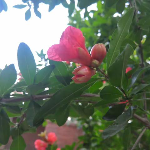 五月石榴花似火