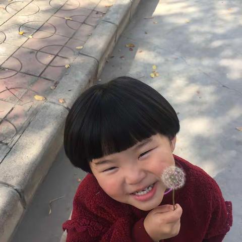 阳光☀️落叶🍂和蒲公英