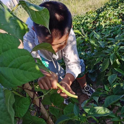 橙色课程——花开满树红  劳动最光荣