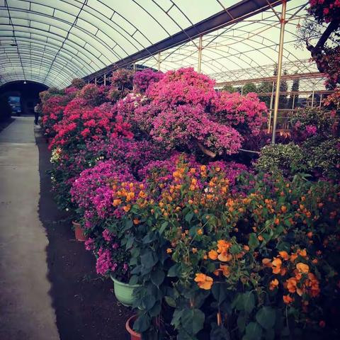 形形色色的盆景花卉世界，欢迎欣赏！