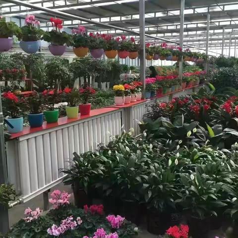 🌹缤纷花场开业用花专栏🌹