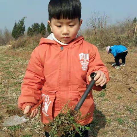 樊恒睿挖野菜