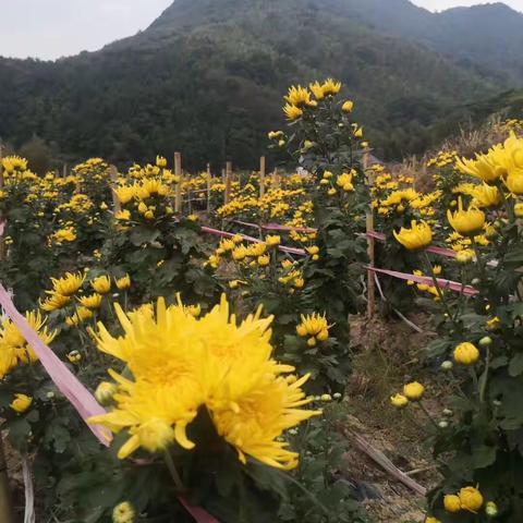 【港口镇产业扶贫】“采菊东篱下，悠然见南山，南山在港口，请诸君来赏！”